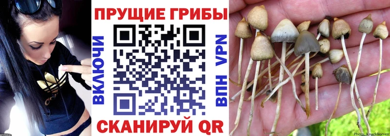 Купить где  Сосногорск  Галлюциногенные грибы Psilocybine cubensis 